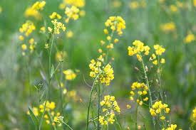 Mustard Yellow Seeds – Heirloom Multi-Purpose Herb & Spice