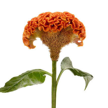 Zinnia, mélange de State Fair