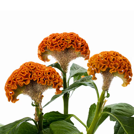 Zinnia, mélange de State Fair
