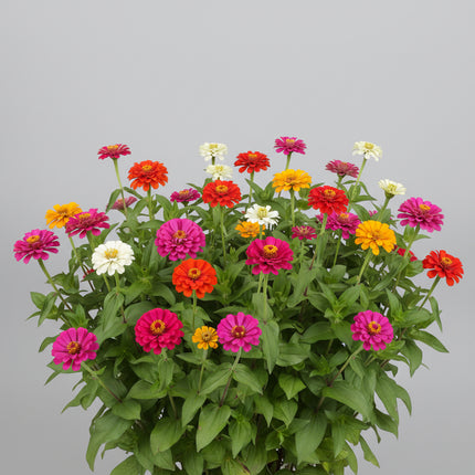 Zinnia, gigante de California