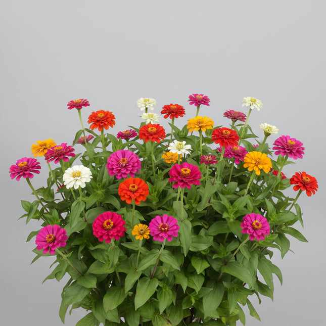Zinnia, géant de Californie