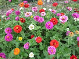 Zinnia, CA giant