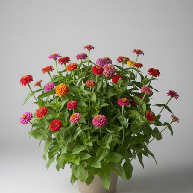 Zinnia, mélange de State Fair