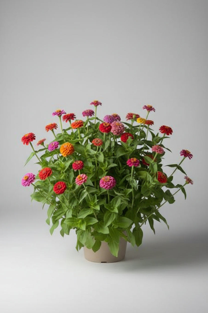Zinnia, mezcla de feria estatal