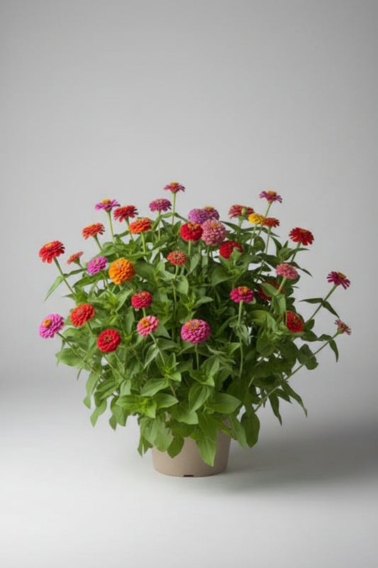 Zinnia, mezcla de feria estatal