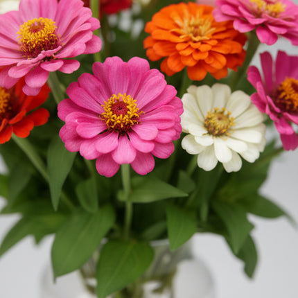 Zinnia, cortar y volver a crecer
