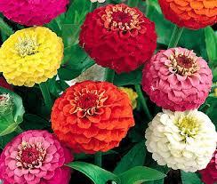 Zinnia, Lilliput