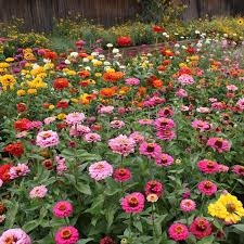 Zinnia American Mix Seeds – Heirloom Giant Flowering Annual