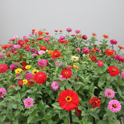 Zinnia American Mix Seeds – Heirloom Giant Flowering Annual