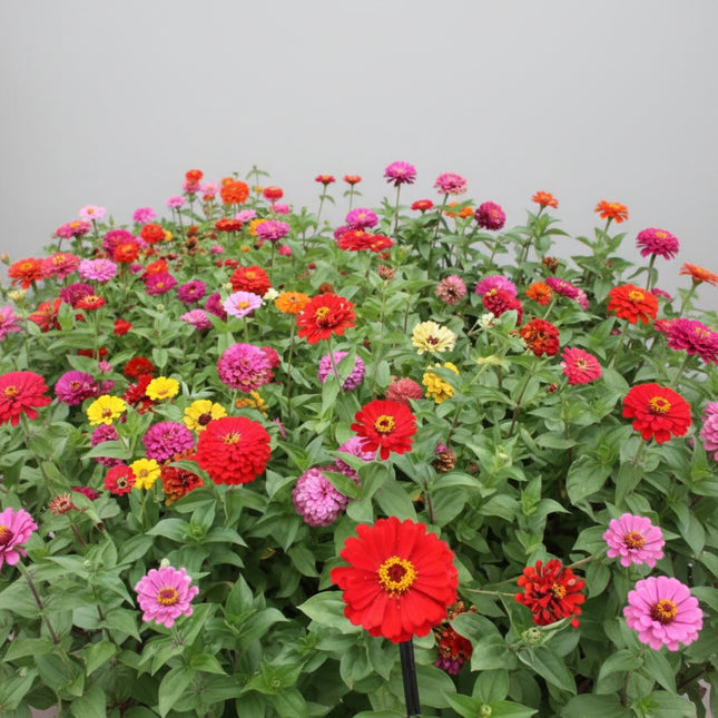 Zinnia, géant de Californie