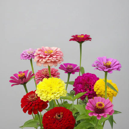 Zinnia, mezcla de feria estatal