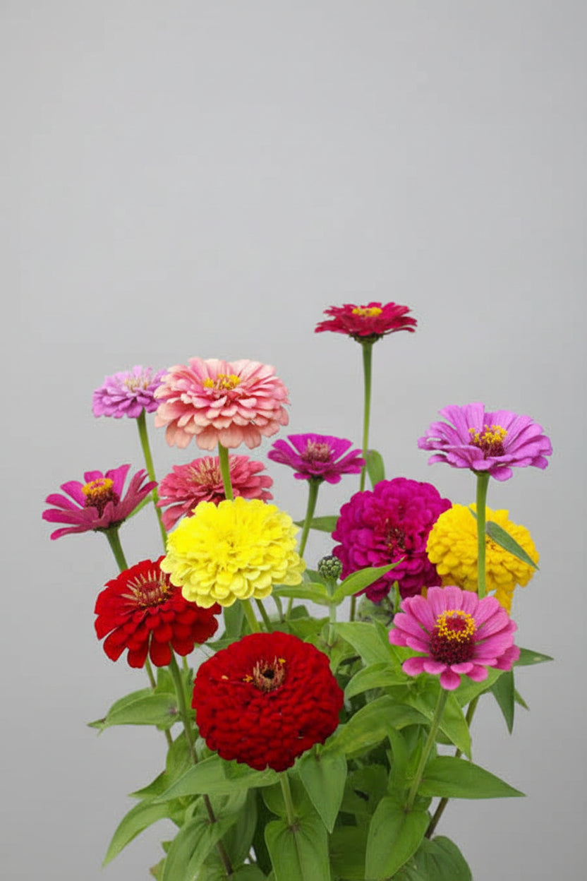 Zinnia, mezcla de feria estatal