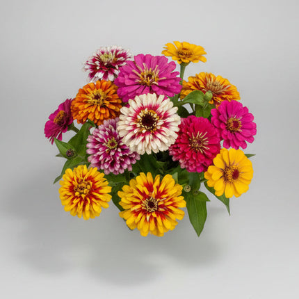 Zinnia Whirlygig Mix Seeds – Heirloom Bicolor Specialty Favorite