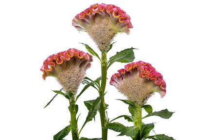 Zinnia, mélange de State Fair