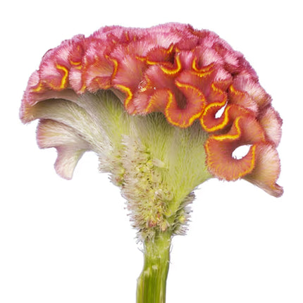 Zinnia, mélange de State Fair